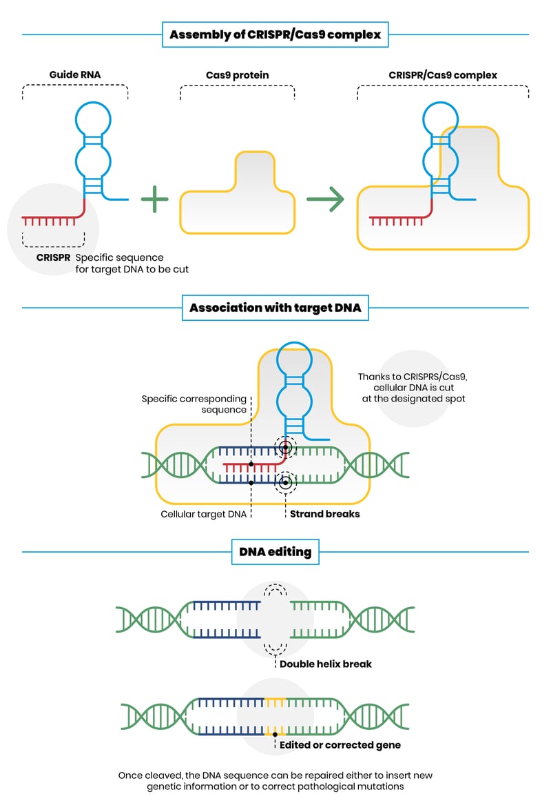 CRISPR_Cas9_revolutionary_molecular_scissors_gene_editing_San_Raffaele_University (5)