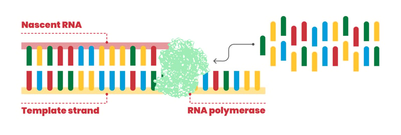 RNA_polymerase_SARS-CoV_2_sloppy_photocopier_San_Raffaele_University (4)