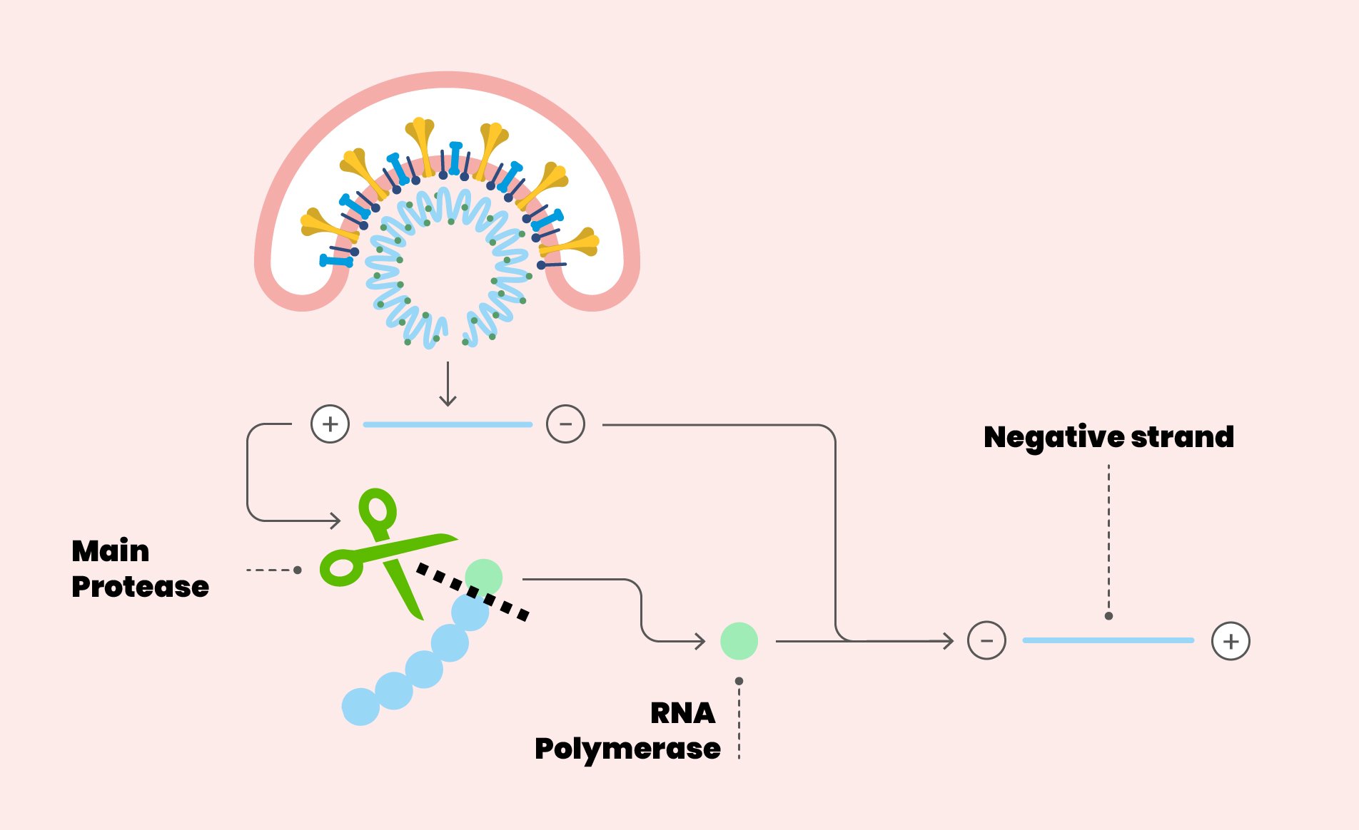 RNA_polymerase_SARS-CoV_2_sloppy_photocopier_San_Raffaele_University (5)