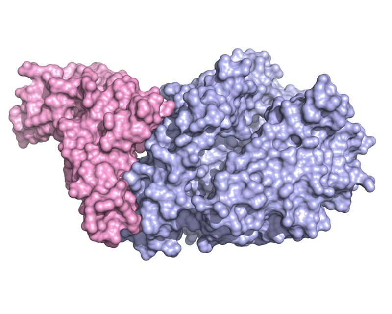 Biologia_strutturale_SARS-CoV-2_la_proteina_Spike_UniSR_3
