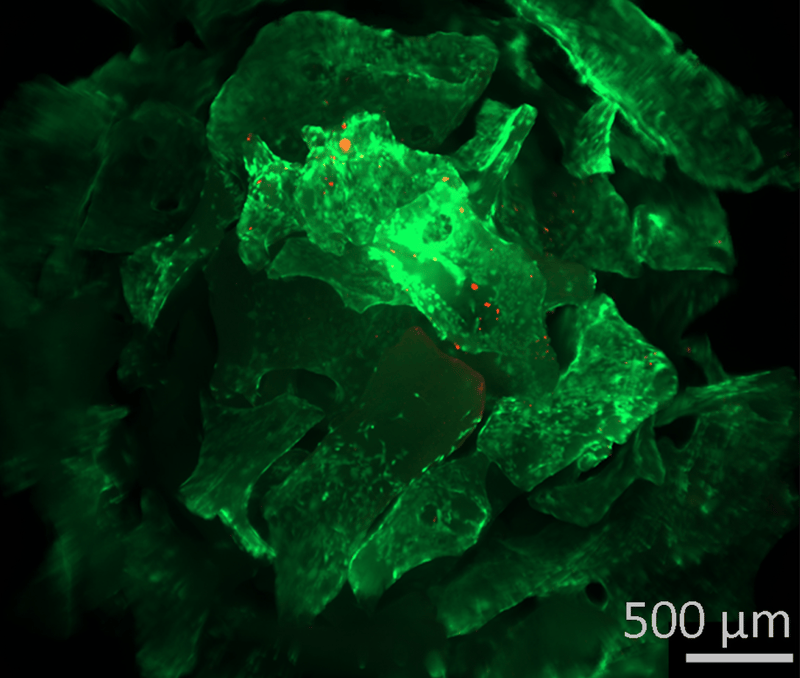 Odontoiatria_protesi_dentaria_Dental_School_UniSR_ricerca (1)