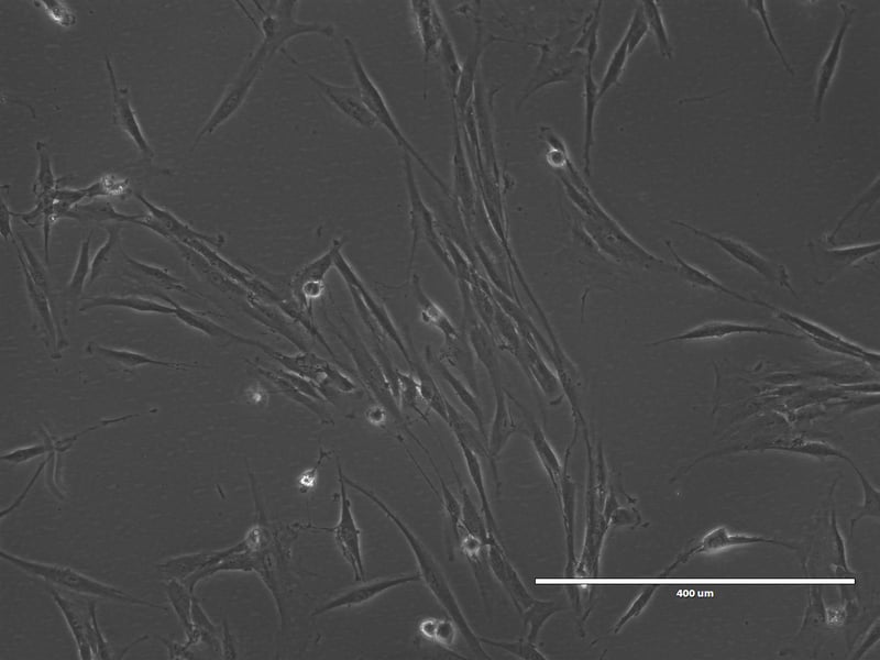 Odontoiatria_protesi_dentaria_Dental_School_UniSR_ricerca (3)