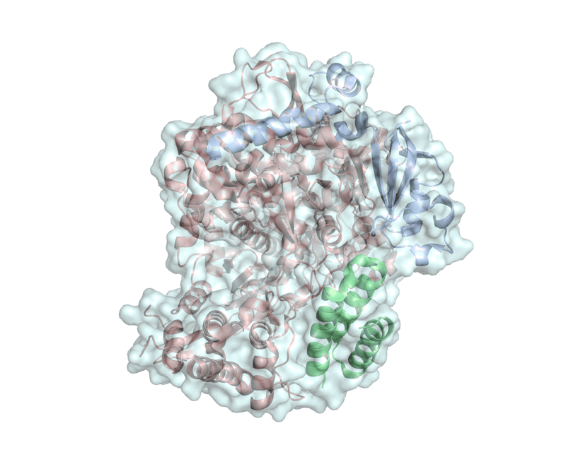 RNA_polimerasi_fotocopiatrice_distratta_SARS-CoV-2_UniSR_1