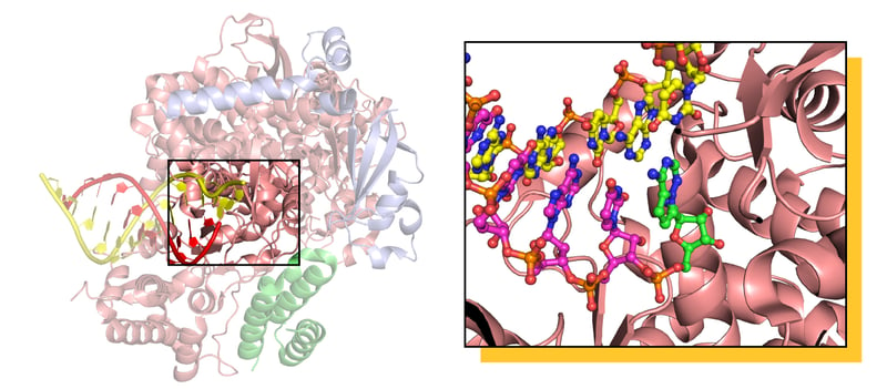 RNA_polimerasi_fotocopiatrice_distratta_SARS-CoV-2_UniSR_5