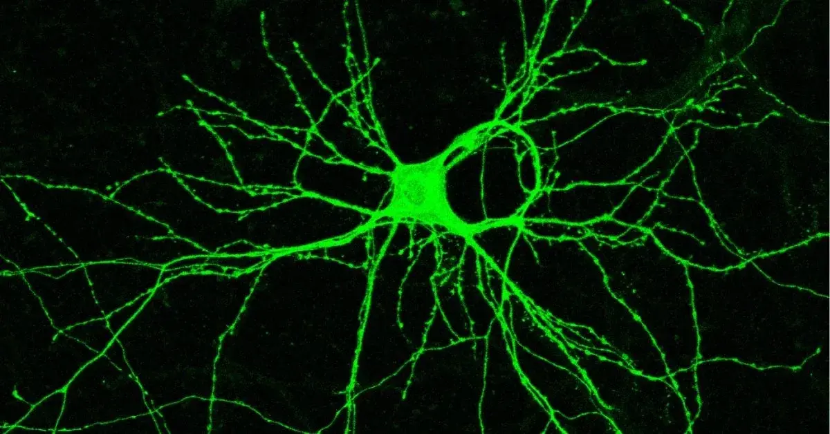 Psychedelic substances and psychiatric disorders