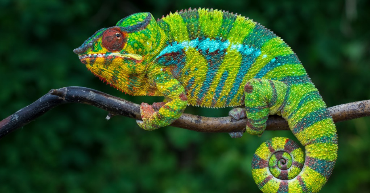 The biology of colors