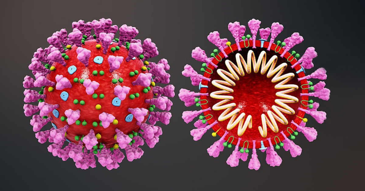Journey to the Center of the Virus: what SARS-CoV-2 looks like