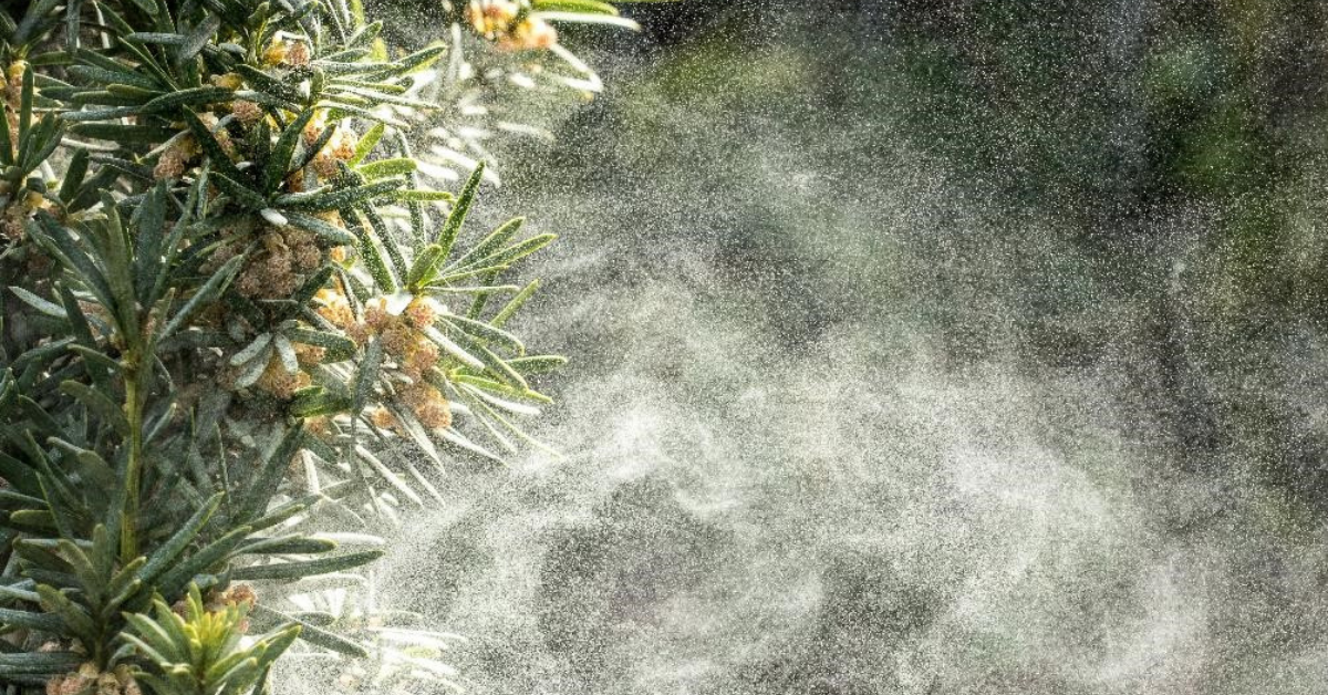Spring, allergies and the Covid-19 vaccine