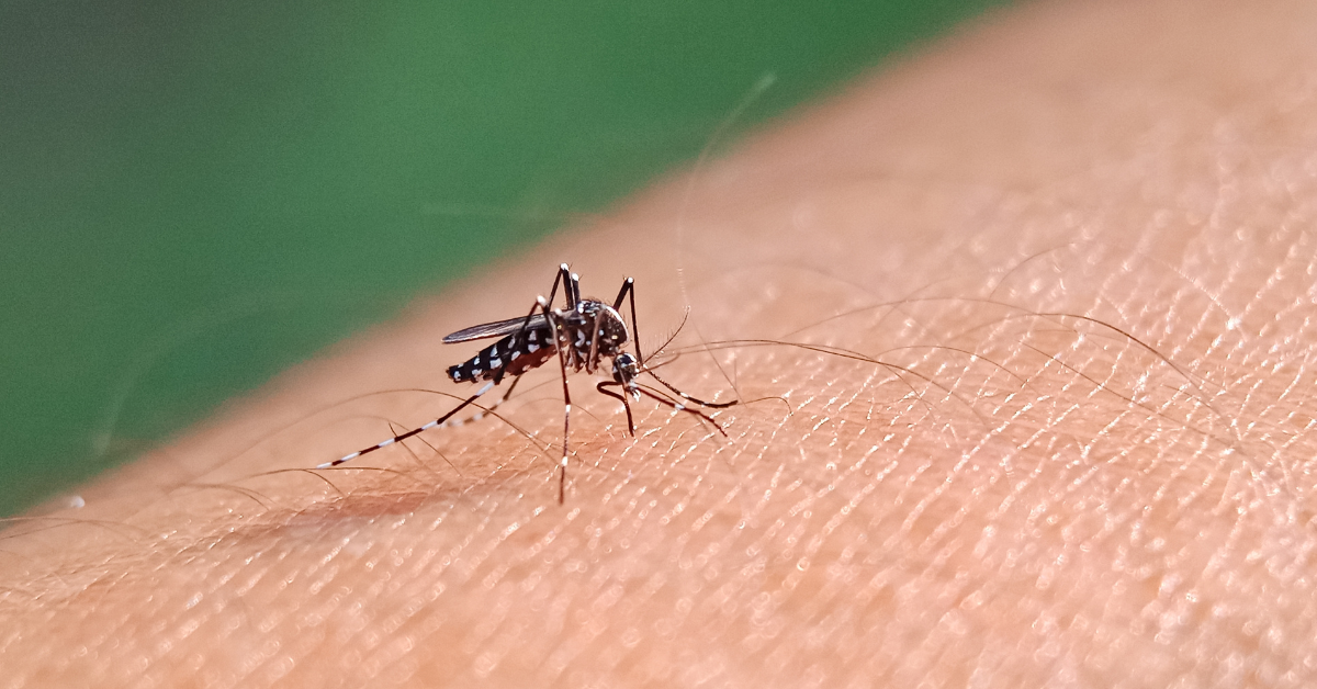 Dengue Fever: controlling and preventing possible outbreaks